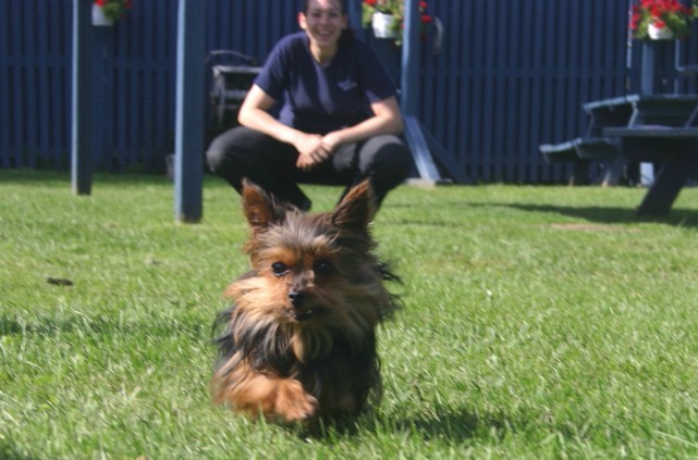 services-chiens-dogs-jeux-playtime-kimberly-yorkie-anais