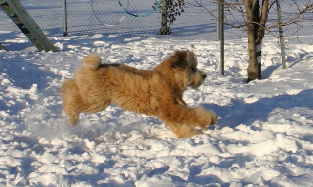 services-chiens-dogs-jeux-playtime-neige-wheaten-duffy-volant-e1332735433274