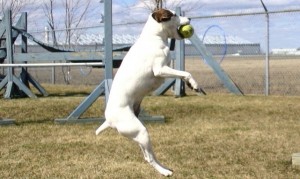 services-chiens-dogs-photography-Jack-Russel-catch-ball-e1339280778735-300x179