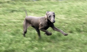 services-chiens-dogs-photography-givenchi-italian-greyhound-e1338405931688