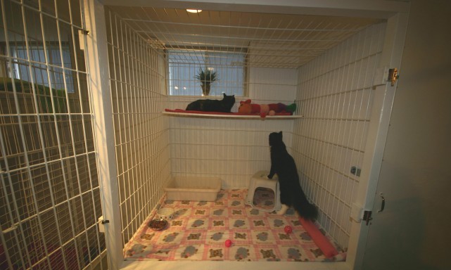 services-chats-cats-pension-3-boarding-cage-crate-e1332638469191