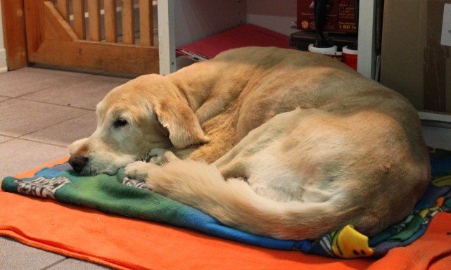 BAXTER-chien-sleeping-at-reception-desk-65-e1357422104280