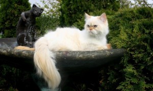 services-chats-cats-photographie-photography-balou-fontaine1-e1339555953531