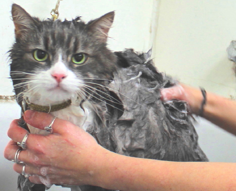 Cat Grooming Cat Shaving Manoir Kanisha