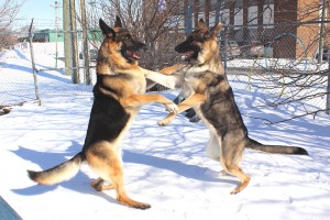 dog-playtime-german-shepherd-jeux-berger-allemand-eloce-isis-manoir-kanisha-38