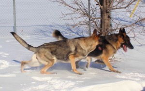 dog-playtime-german-shepherd-jeux-berger-allemand-isis-eloce-manoir-kanisha-48