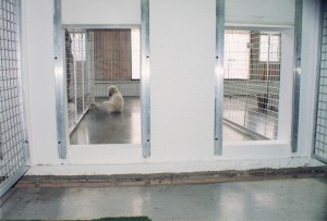dog-run-indoor-enclos-interieur-chien-manoir-kanisha-507