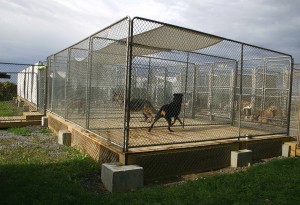 dog-run-outdoor-enclos-exterieur-chien-manoir-kanisha-304