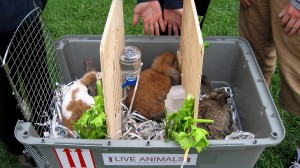 rabbit-travel-crate-cage-transport-lapin-manoir-kanisha-1020