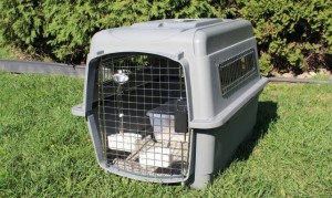 services-chats-cats-travel-crate-size-200-34-e1347575878598-300x179