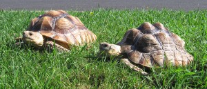 sulcata-tortoise-relocation-relocalisation-tortue-sulcata-abu-momo-manoir-kanisha-1396