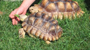 sulcata-tortoise-relocation-relocalisation-tortue-sulcata-abu-momo-manoir-kanisha-1410