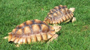 sulcata-tortoise-relocation-relocalisation-tortue-sulcata-abu-momo-manoir-kanisha-1417