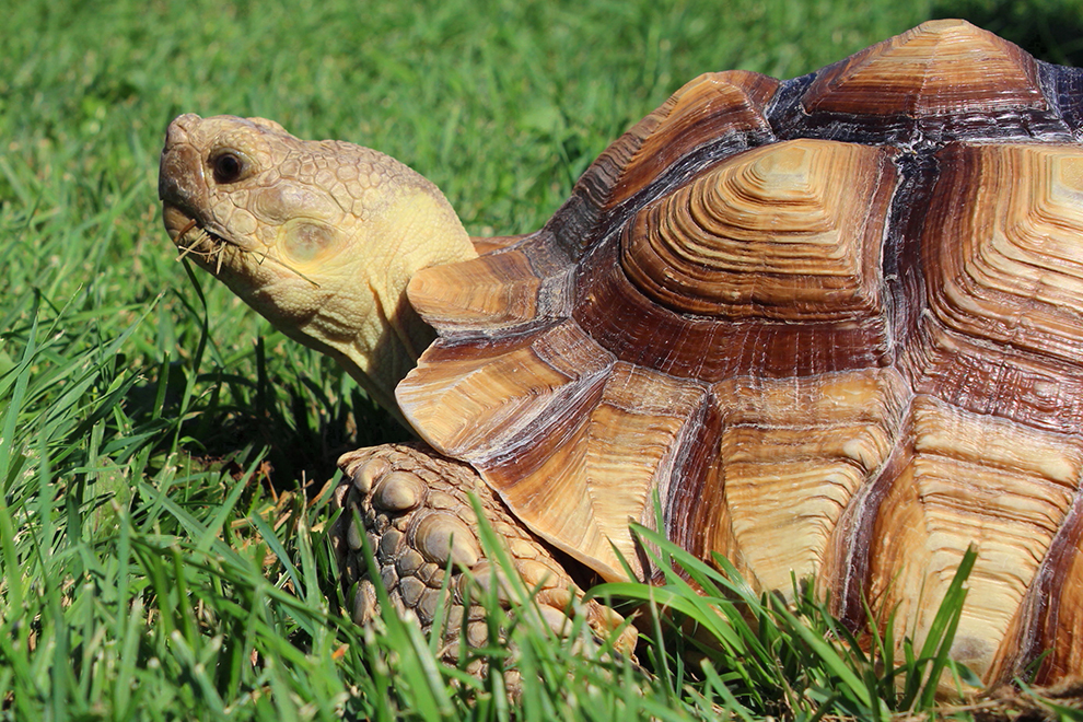 sulcata-tortoise-relocation-relocalisation-tortue-sulcata-abu-momo-manoir-kanisha-44