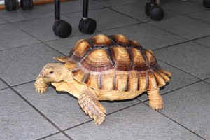 sulcata-tortoise-relocation-relocalisation-tortue-sulcata-abu-momo-manoir-kanisha-65
