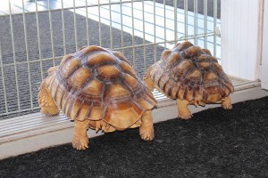 sulcata-tortoise-relocation-relocalisation-tortue-sulcata-abu-momo-manoir-kanisha-66