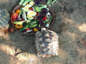 sulcata-tortoise-relocation-relocalisation-tortue-sulcata-abu-momo-manoir-kanisha-874