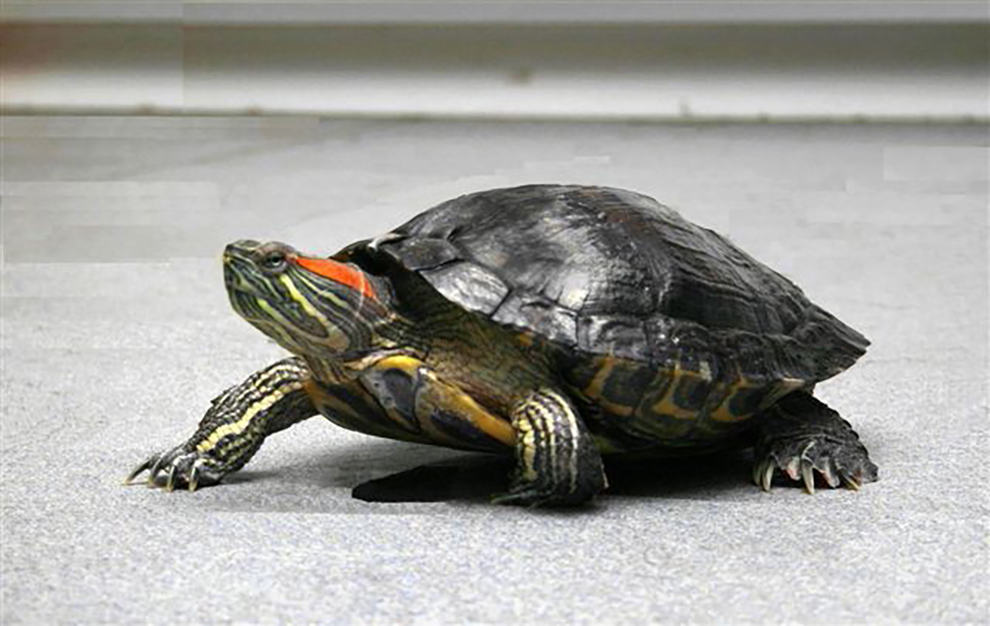 turtle-playtime-jeu-tortue-mimi-manoir-kanisha-