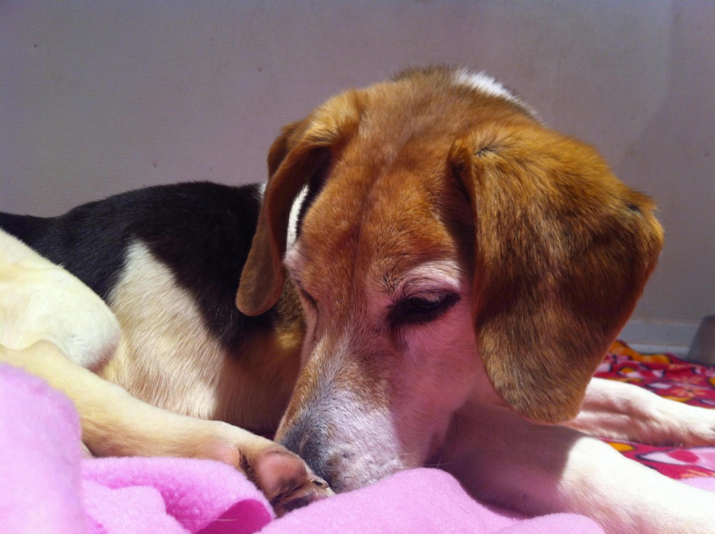 dog-senior-sleeping-beagle-chien-pension-lisa-manoir-kanisha-15