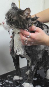 cat-grooming-bath-toilettage-chat-bain-jessica-manoir-kanisha-205