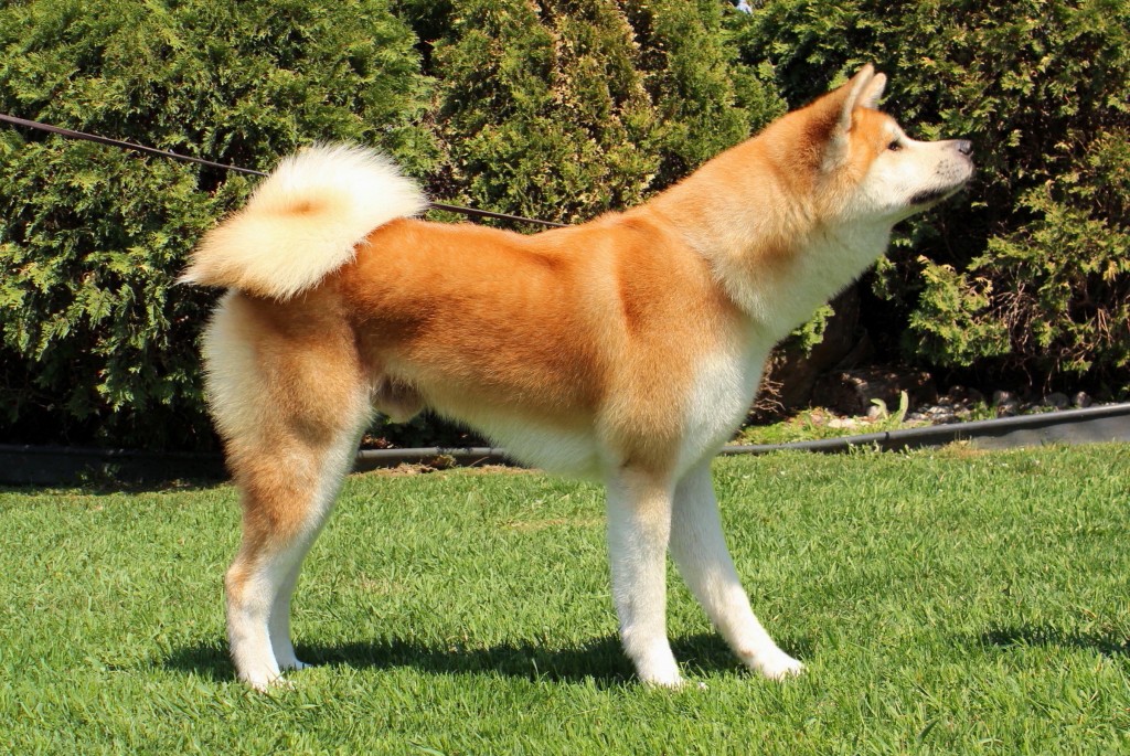 dog-grooming-akita-toilettage-chien-akita-manoir-kanisha-100