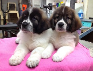 IMPORT PERMIT necessary for puppies under 8 months to enter Canada