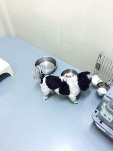 dog-relocation-oreo-montreal-singapore-manoir-kanisha-14