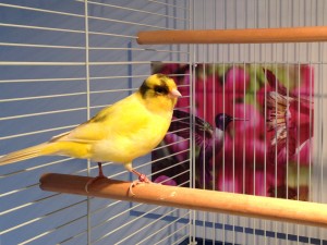 bird-boarding-canary-pension-oiseau-manoir-kanisha-2749AA