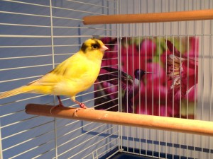 bird-boarding-canary-pension-oiseau-manoir-kanisha-2754