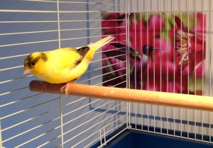 bird-boarding-canary-pension-oiseau-manoir-kanisha-2757AA
