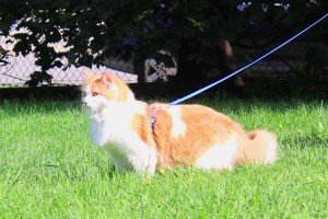 cat-walk-on-leash-mr.fox-janet-manoir-kanisha-5859