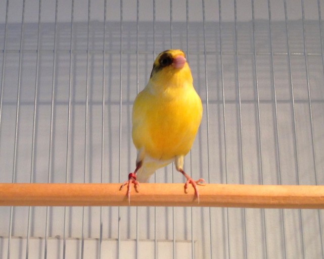 bird-boarding-canary-pension-oiseau-manoir-kanisha-2738AA