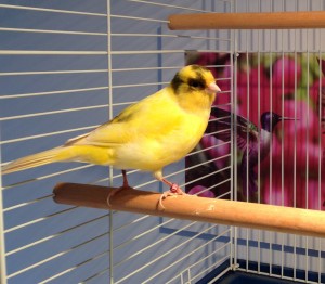 bird-boarding-canary-pension-oiseau-manoir-kanisha-2749AA