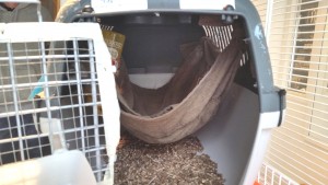 ferret-relocation-hammock-crate-111AA