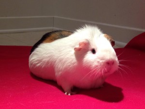 guinea-pig-boarding-erzika-manoir-kanisha-3586