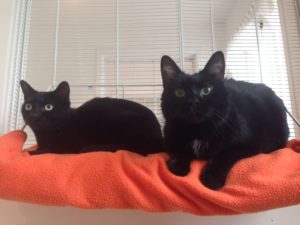 Pet Relocation: JADSI and MUFFIN arrived Dublin safe and sound