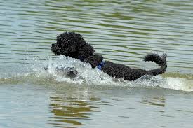 Precautions to take for a safe Summer with your dog