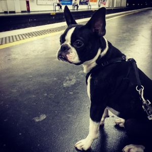 dog-relocation-monsieur-boston-terrier-manoir-kanisha-200