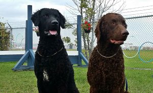 YURI & DESMOND, Curly-Coated Retrievers, relocated to ...