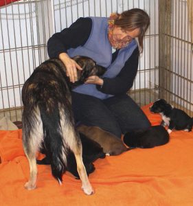  International Fund for Animal Welfare (IFAW)-german-shepherd-mother-with-puppies