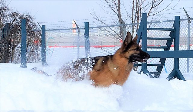 Snow is a dog's best toy!