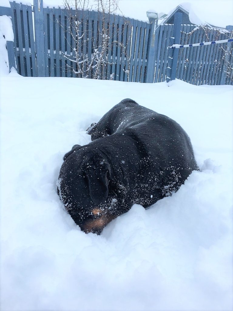 La neige... le jouet préféré des chiens!