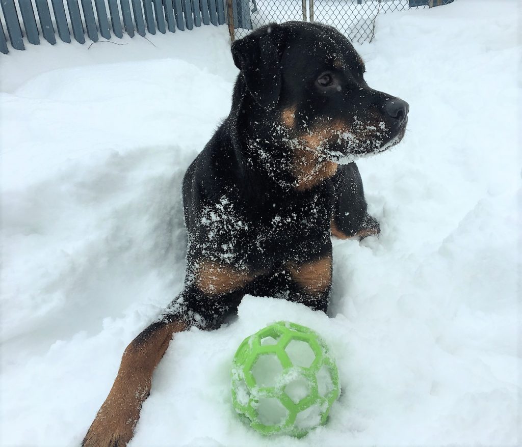 La neige... le jouet préféré des chiens!