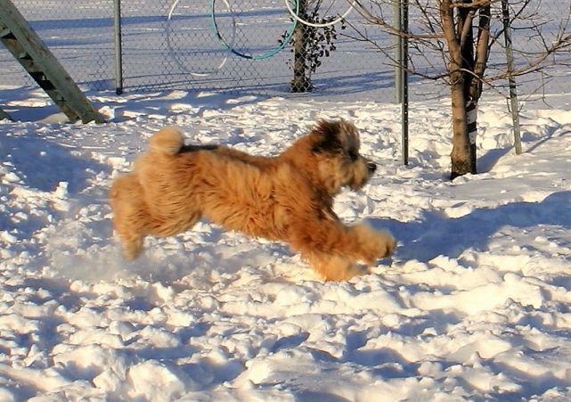 Snow is a dog's best toy!