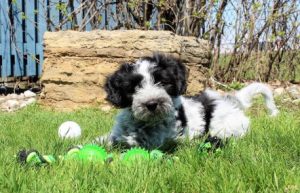 Schapendoes puppy ceased by Canadian Customs, placed in Bond at Manoir Kanisha