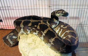 SCYLLA, carpet python