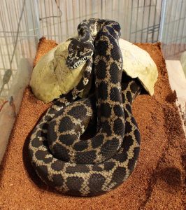 SCYLLA, carpet python