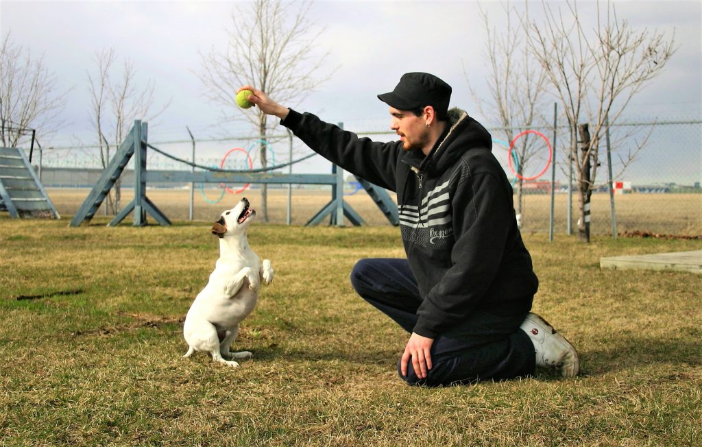 Les chiens adorent jouer avec une balle de tennis