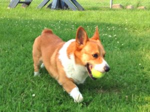 Les chiens adorent jouer avec une balle de tennis